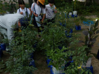 野菜のかんさつIMGP1050